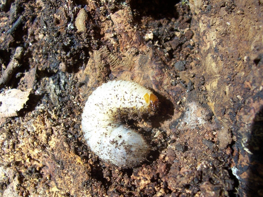 Determinare: larve di Elateridae e di Cetoniidae
